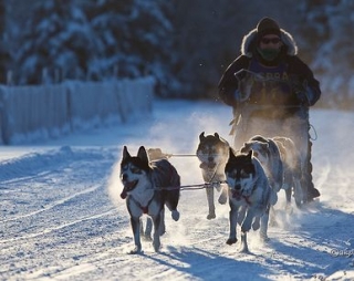  Descubra los trineos tirados por perros en Morvan